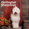 image Old English Sheepdogs 2025 Wall Calendar Main Product Image width=&quot;1000&quot; height=&quot;1000&quot;