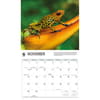 image Frogs WWF 2026 Wall Calendar Fourth Alternate Image