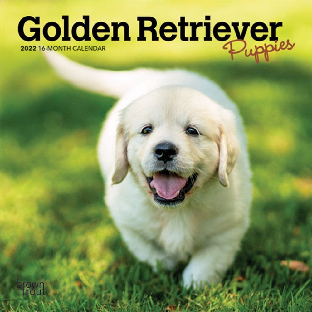 Golden Retriever Puppies 2022 Mini Wall Calendar