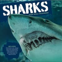 image Sharks Photo 2026 Wall Calendar
