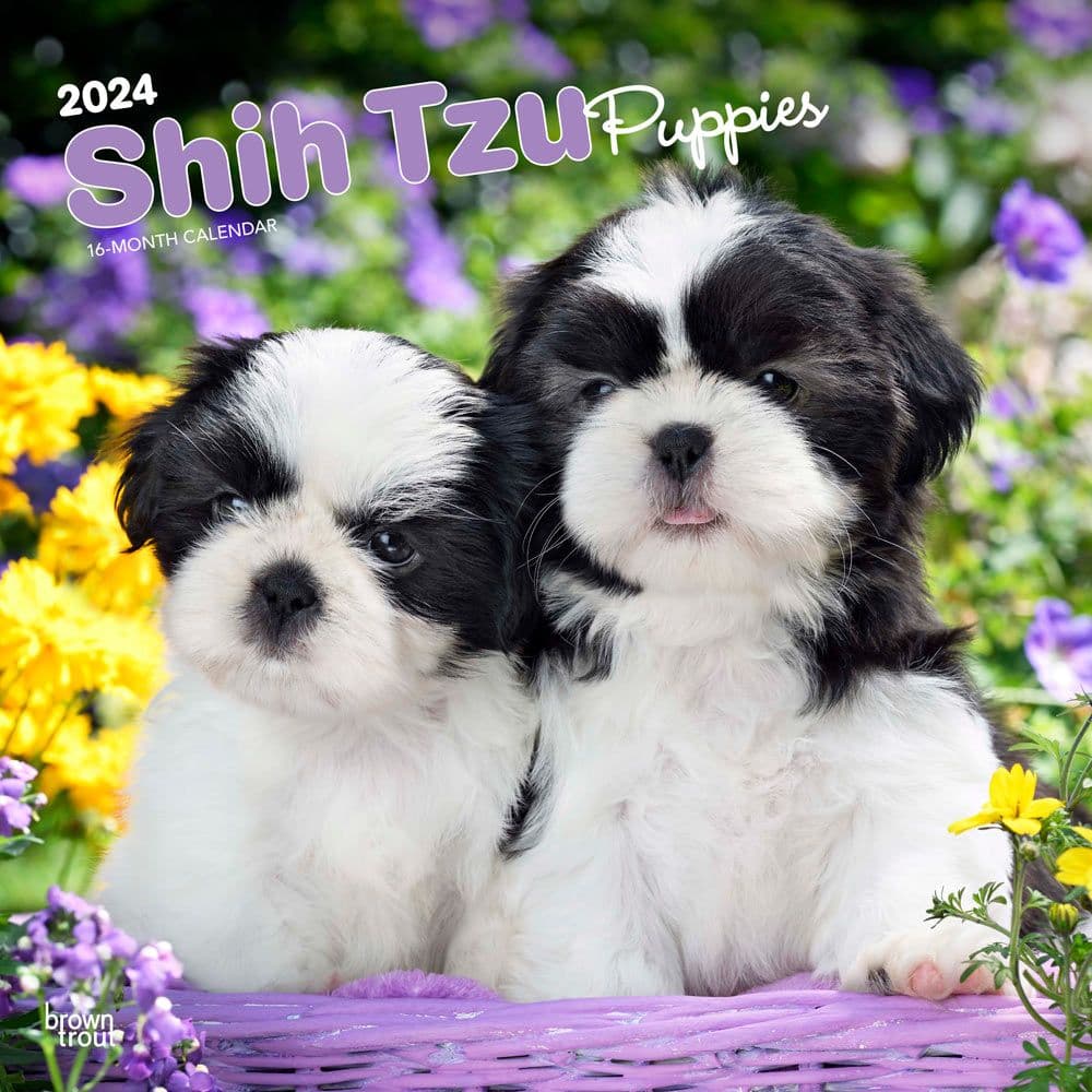 Shih Tzu Puppies 2024 Wall Calendar Main Image