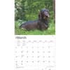 image Dachshunds Deluxe 2025 Wall Calendar