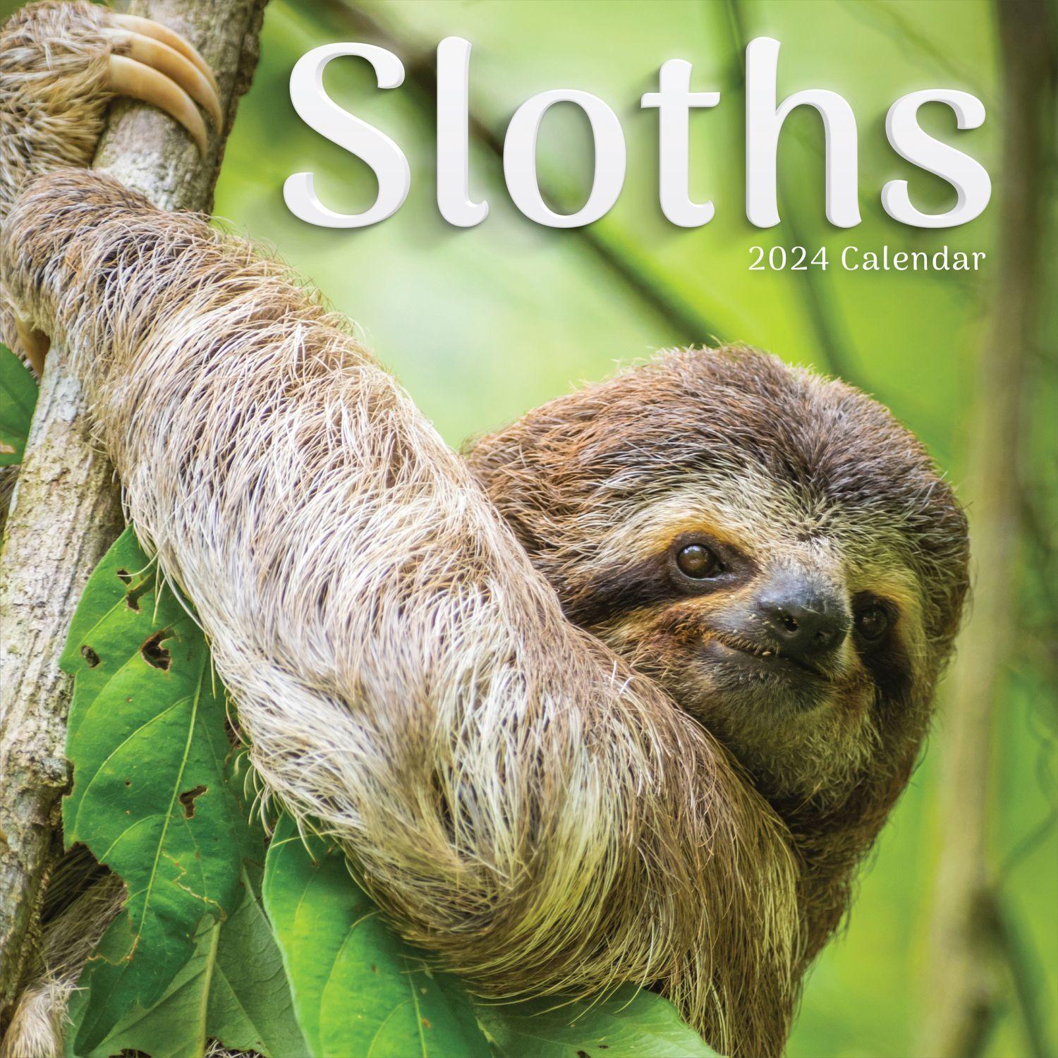 Sloths 2024 Wall Calendar - Calendars.com
