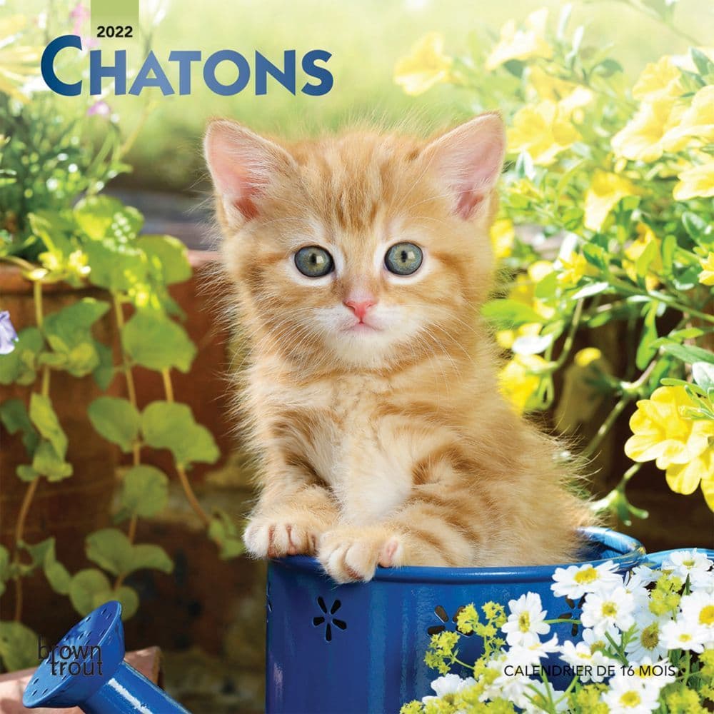 Calendrier Chatons 2023 Shop Now For The Baby Animals 2022 Wall Calendar (French) | Earth Shop