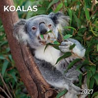 image Koalas 2027 Wall Calendar Main Product Image