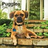 image Puggles 2025 Wall Calendar Main Image