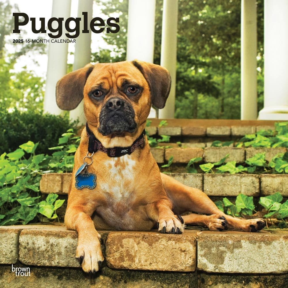 Puggles 2025 Wall Calendar