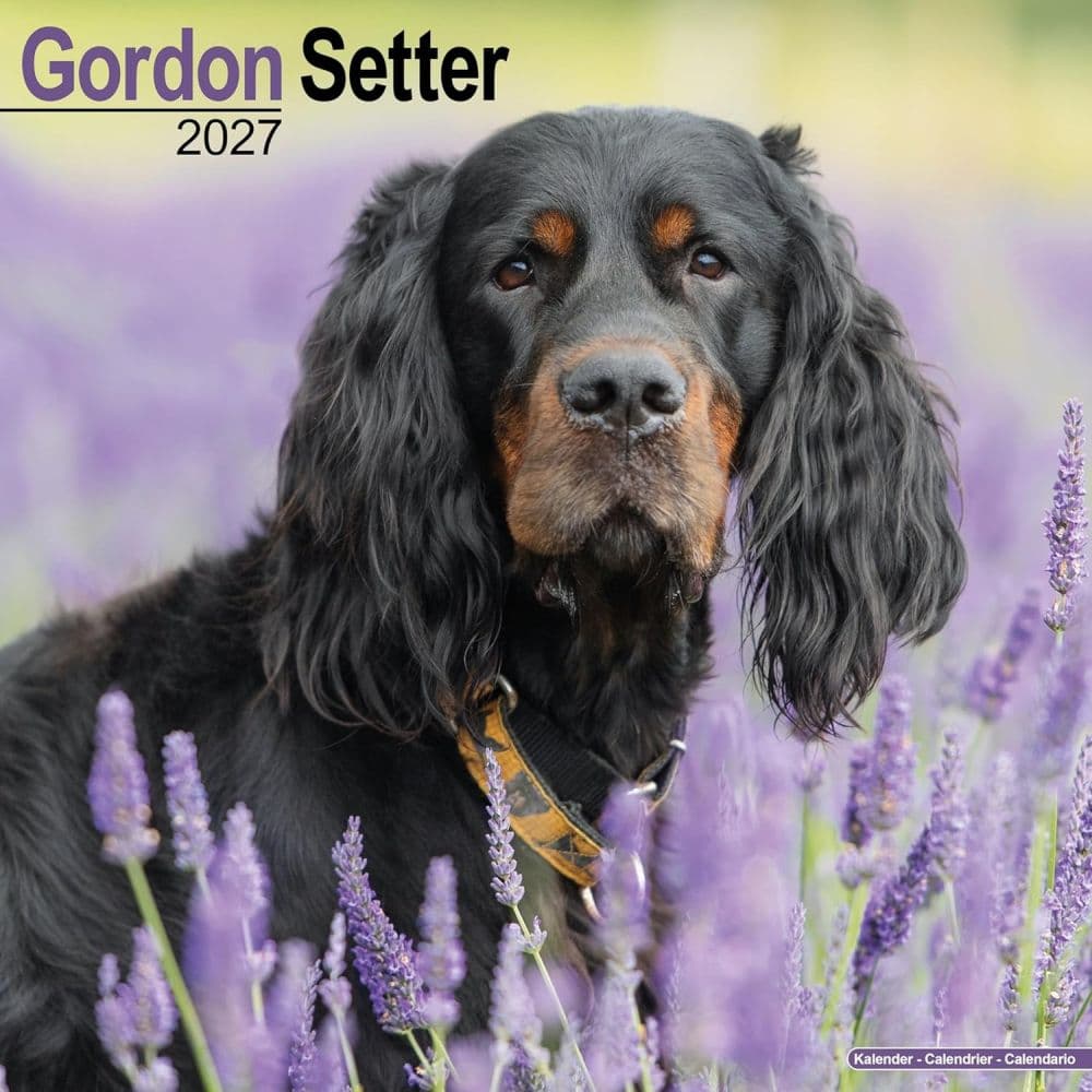 image Gordon Setter 2027 Wall Calendar Main Product Image