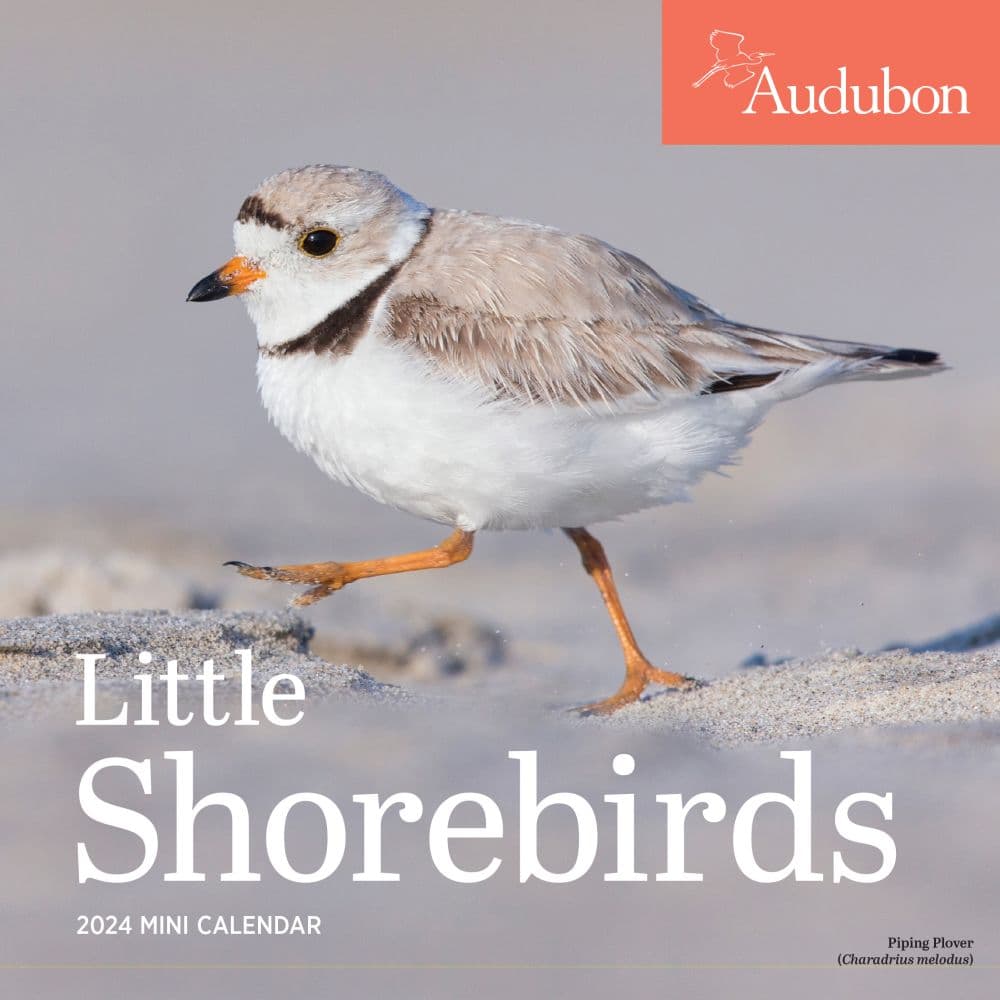 Audubon Little Shorebirds 2024 Mini Wall Calendar Main Image