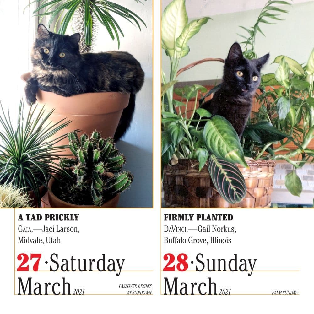 365 Cats Desk Calendar