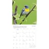 image Songbirds 2025 Wall Calendar Third Alternate Image width=&quot;1000&quot; height=&quot;1000&quot;