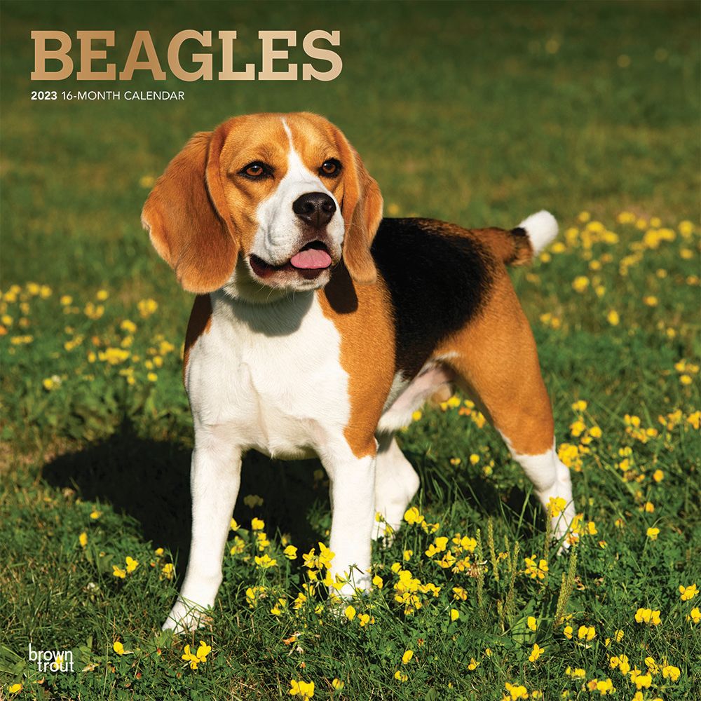 BrownTrout Beagles 2023 Square Wall Calendar