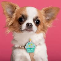 image Its My Barkday Dog Collar Slide