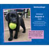 image We Rate Dogs 2025 Desk Calendar First Alternate Image width=&quot;1000&quot; height=&quot;1000&quot;