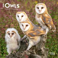 image Owls 2026 Mini Wall Calendar