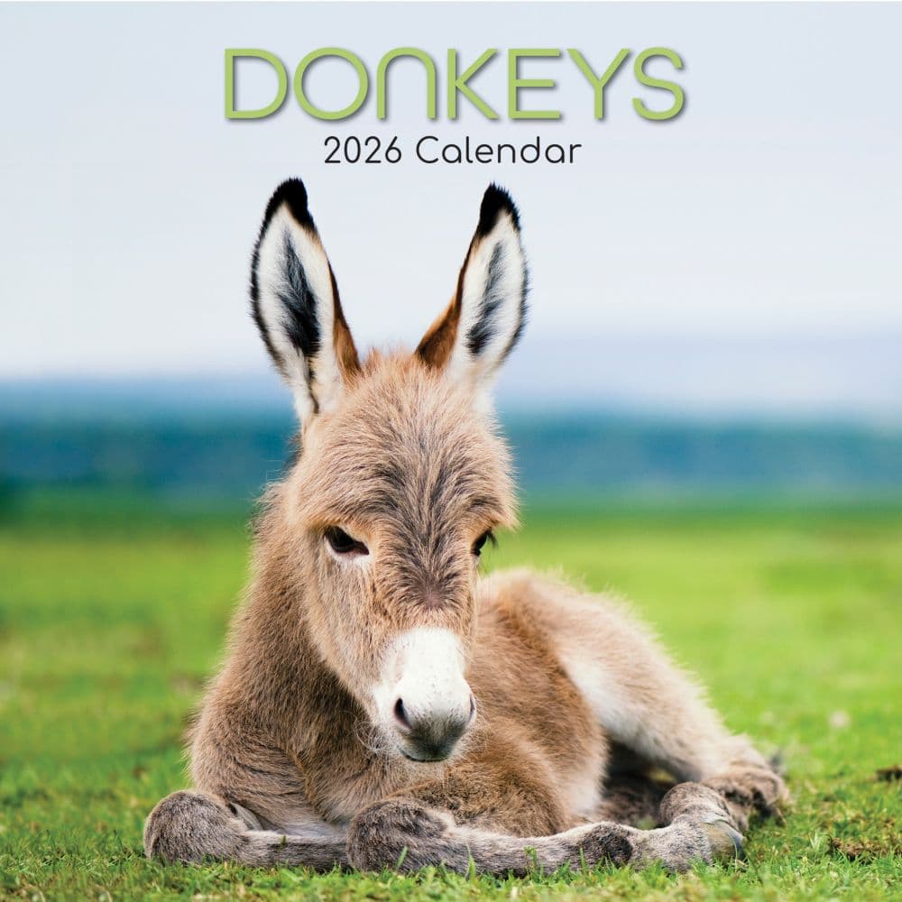 Donkeys 2026 Wall Calendar  Main Image
