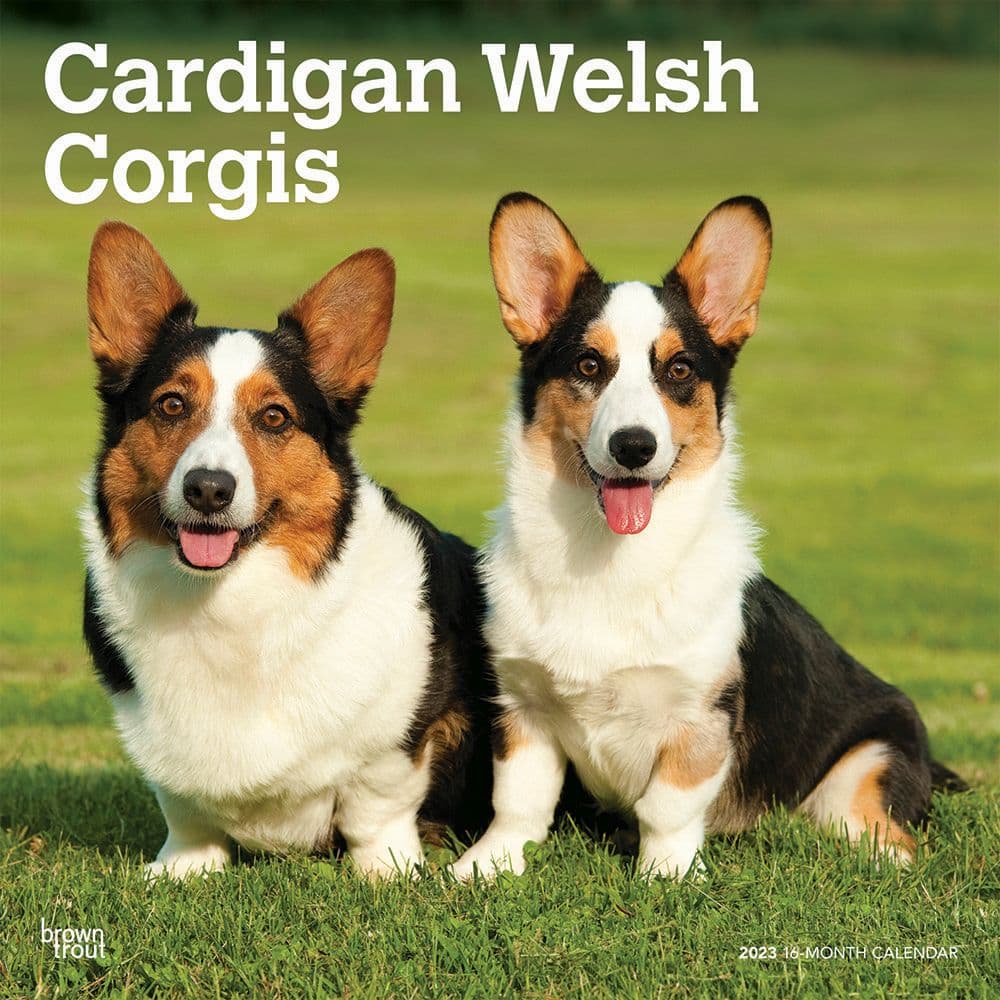 blue cardigan welsh corgi