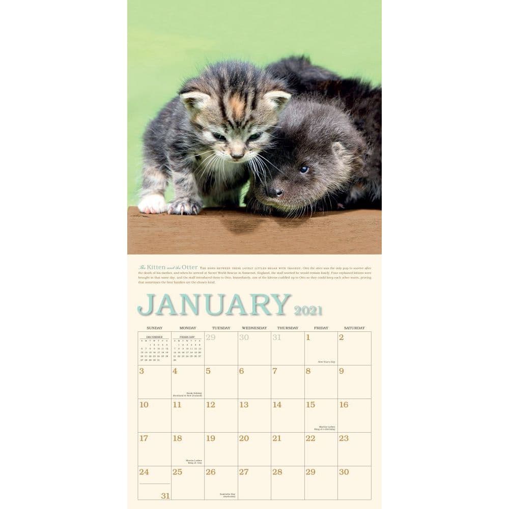 Unlikely Friendships Wall Calendar Calendars Com