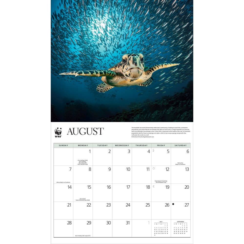 Paper Turtle 2022 Wall Calendar ID12292 Paper & Party Supplies