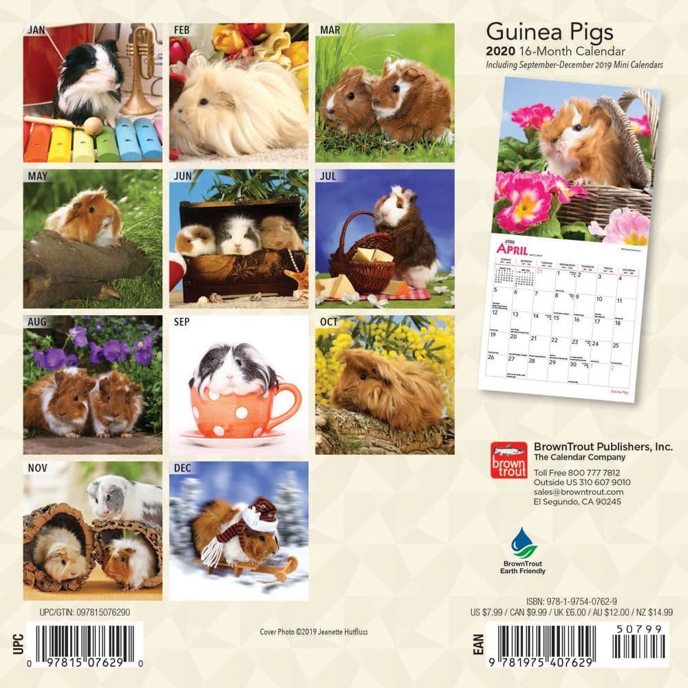 Guinea Pigs Mini Square Wall Calendar 2020