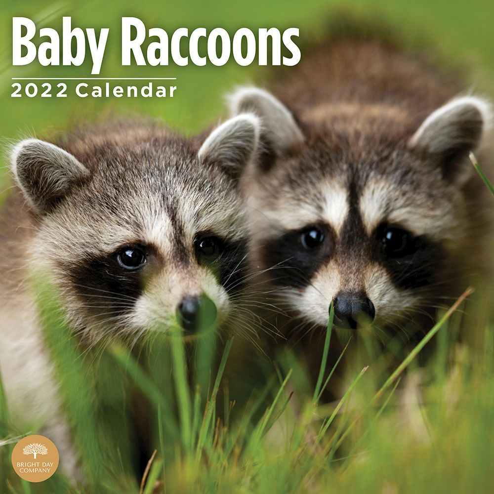 Baby Raccoons 2022 Wall Calendar