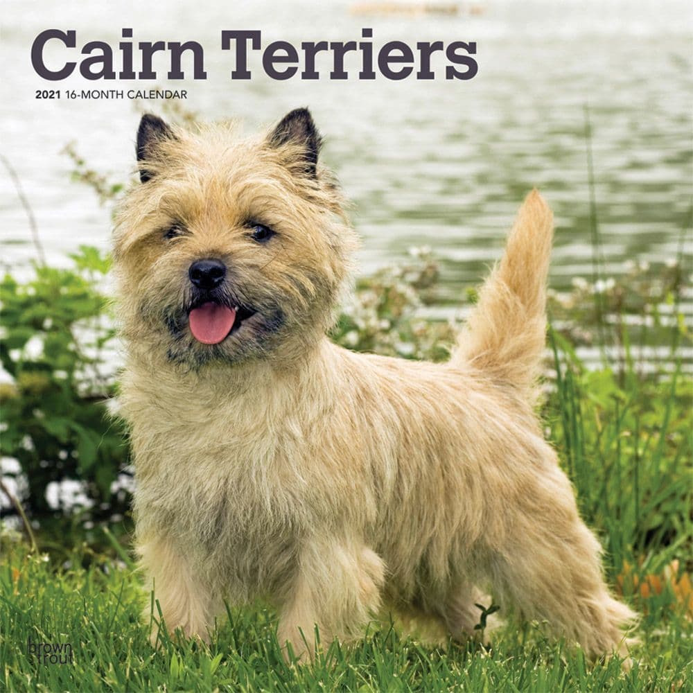 Cairn Terriers Wall Calendar - Calendars.com