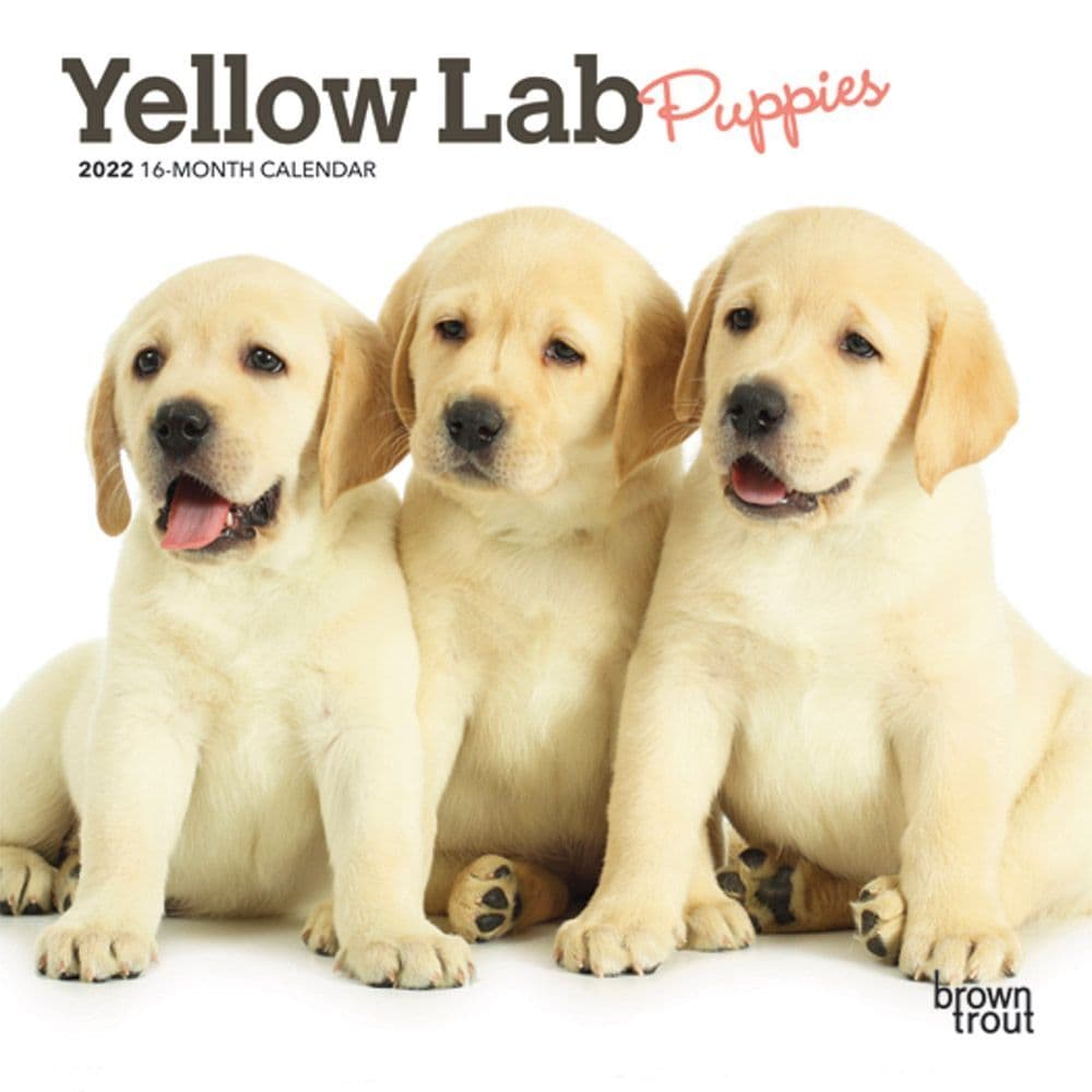 Yellow Labs 2022 Calendar