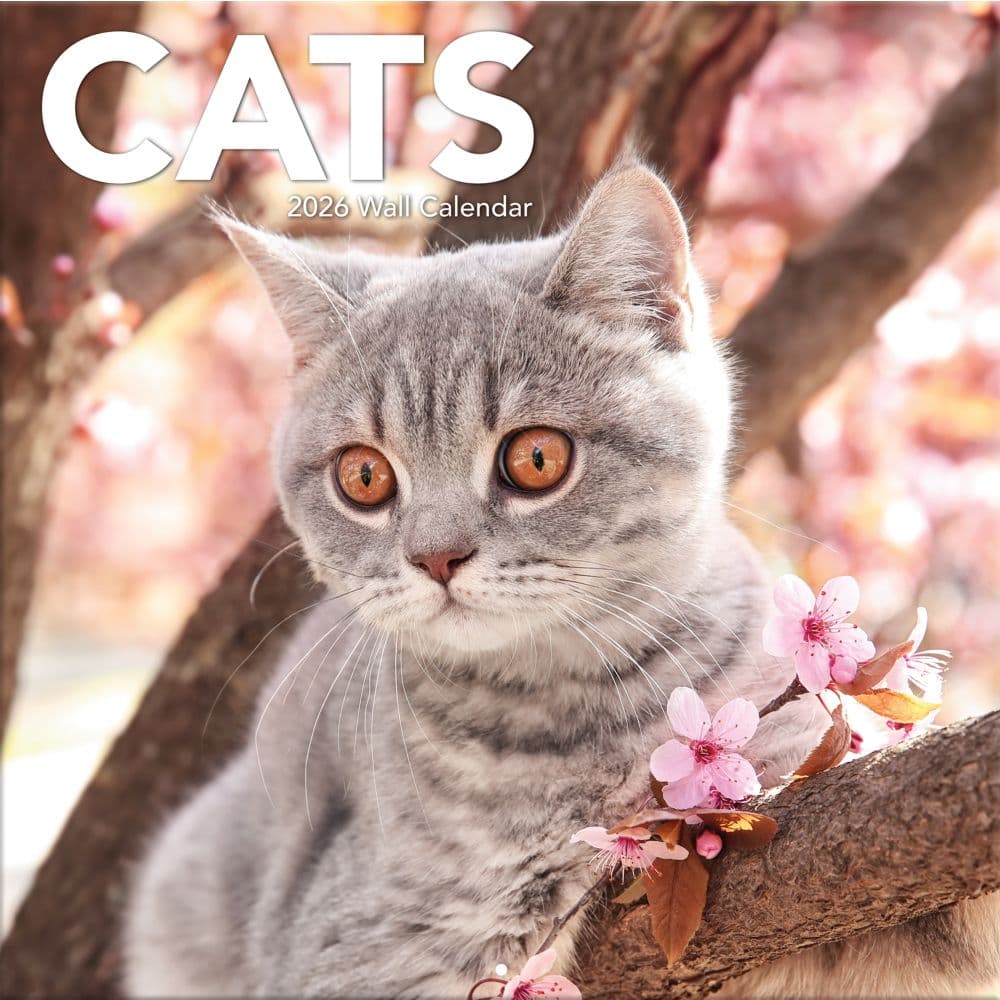 Cats Photo 2026 Wall Calendar_Main Image
