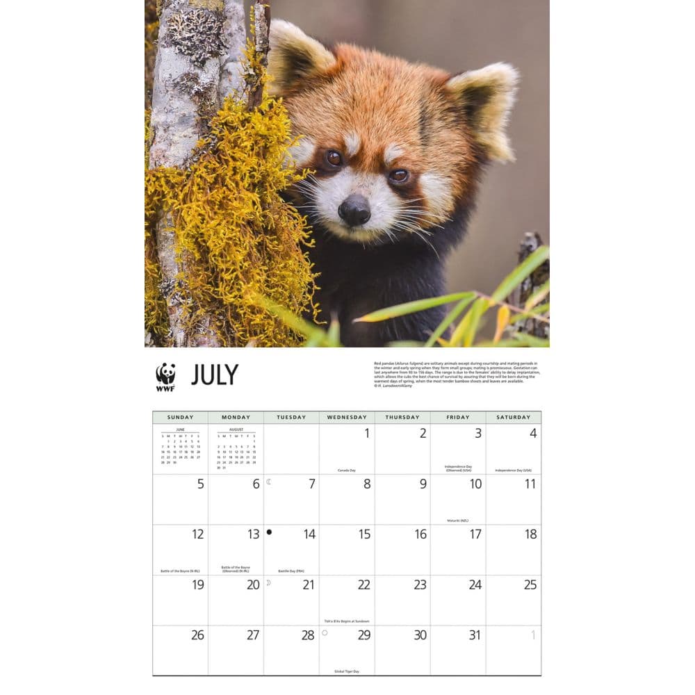 Red Pandas WWF 2026 Wall Calendar Third Alternate Image