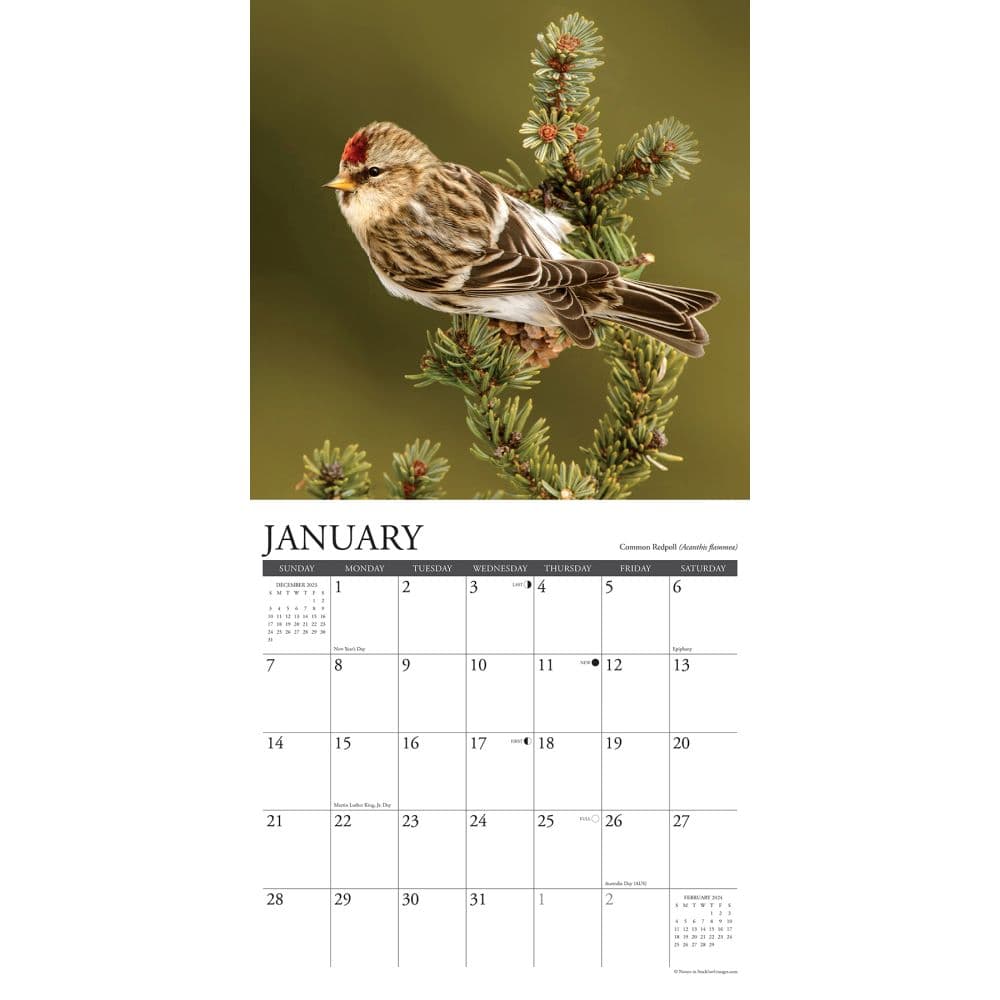 Birds Backyard 2024 Wall Calendar Alternate Image 2