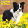 image Border Collies 2026 Wall Calendar Main Product Image