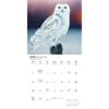 image Owls 2026 Wall Calendar Second Alternate Image