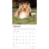 image Shetland Sheepdogs 2024 Wall Calendar Alternate Image 2