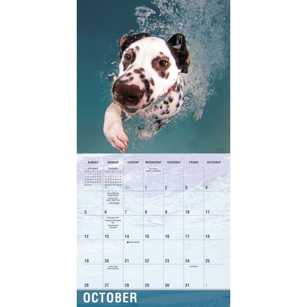 Underwater Dogs by Seth Casteel 2025 Wall Calendar Third Alternate Image width=&quot;1000&quot; height=&quot;1000&quot;