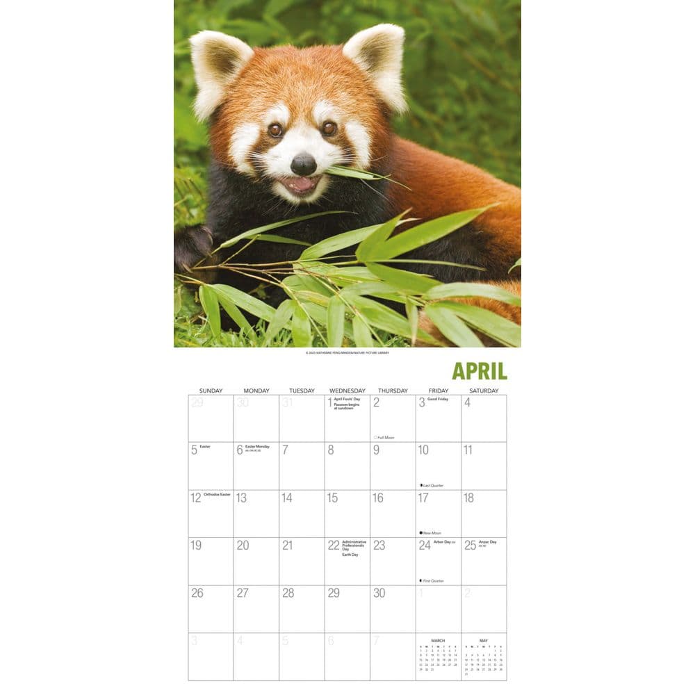 Red Pandas 2026 Wall Calendar Third Alternate Image