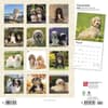 image Havanese 2024 Wall Calendar First Alternate Image width=&quot;1000&quot; height=&quot;1000&quot;