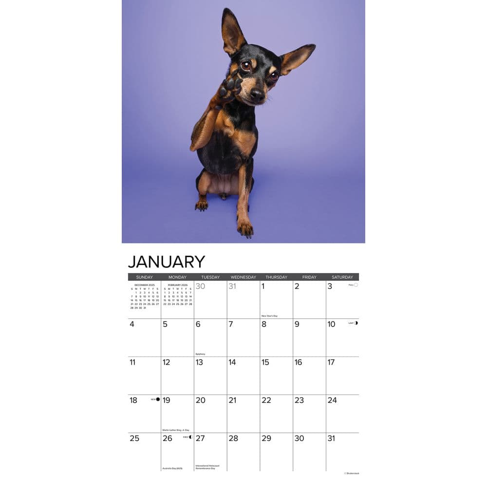 Just Miniature Pinschers 2026 Wall Calendar Second Alternate Image