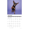 image Just Miniature Pinschers 2026 Wall Calendar Second Alternate Image
