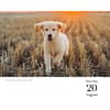 image Golden Retrievers 2026 Desk Calendar Fourth Alternate Image