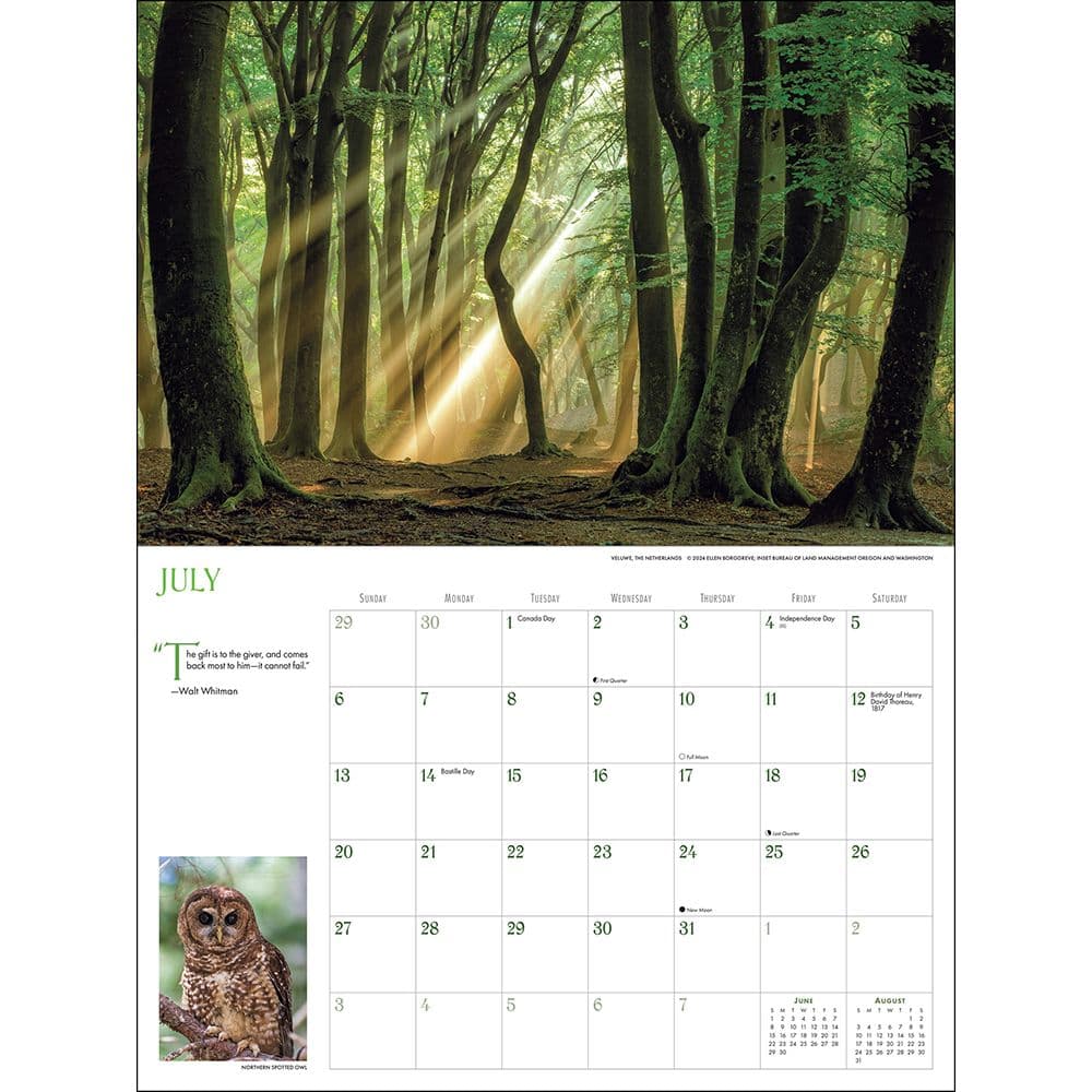 Into the Woods Deluxe 2025 Wall Calendar Third Alternate Image width="1000" height="1000"