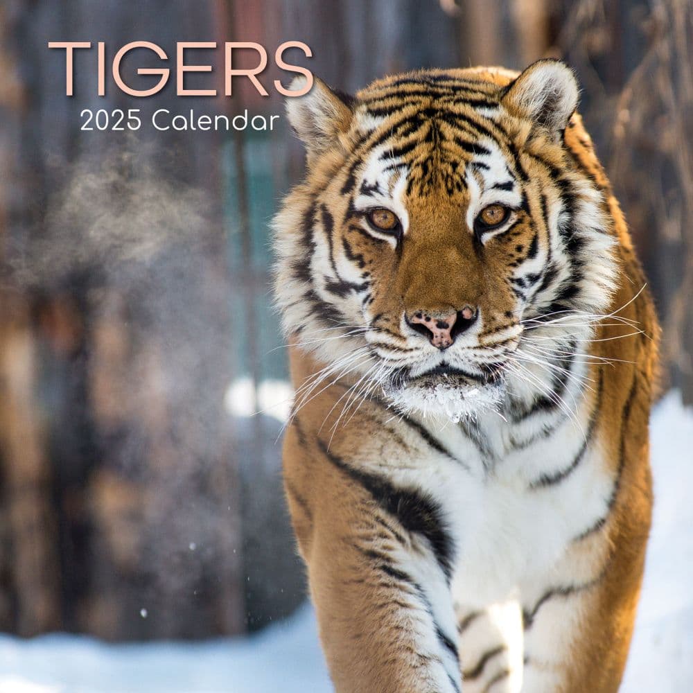 Tigers 2025 Wall Calendar