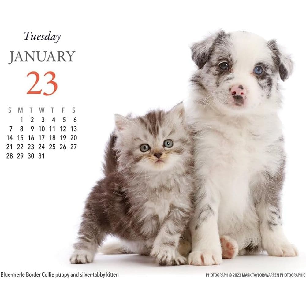 Puppies and Friends 2024 Desk Calendar Second Alternate Image width=&quot;1000&quot; height=&quot;1000&quot;
