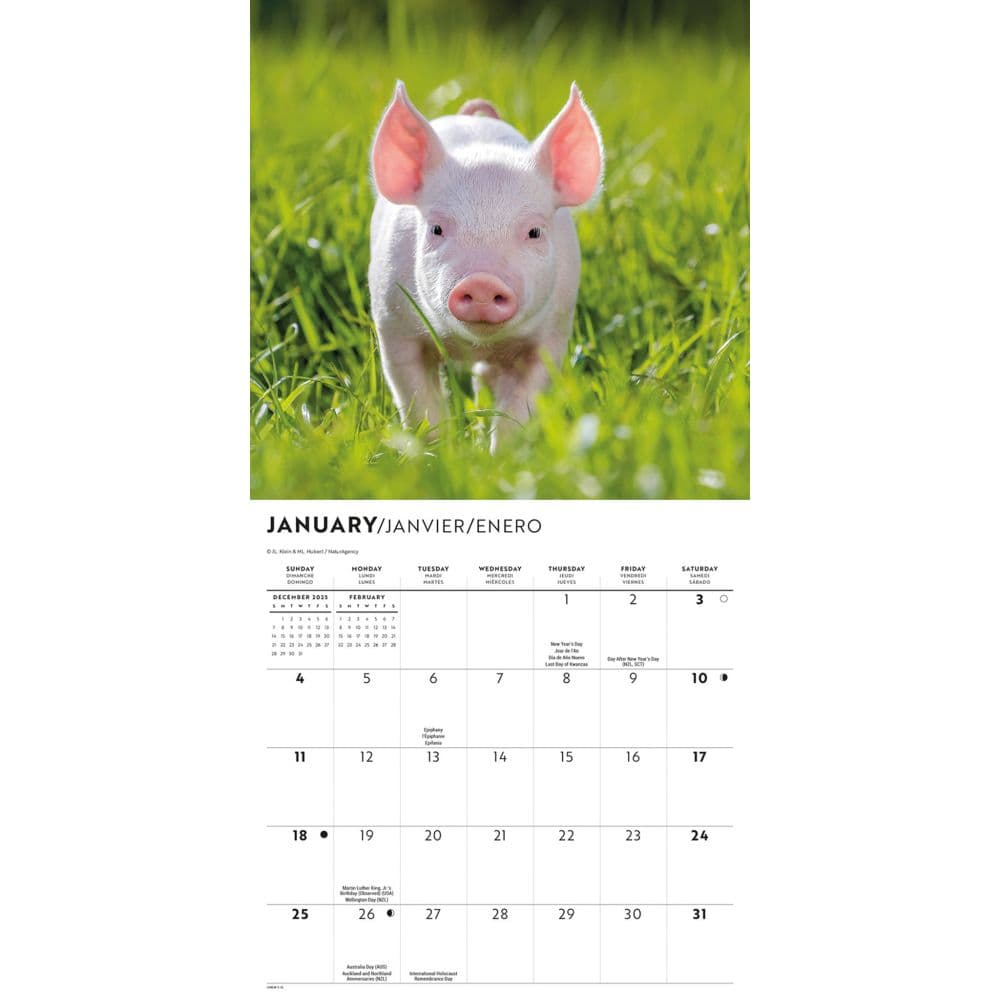 Piglets 2026 Mini Wall Calendar Second Alternate Image
