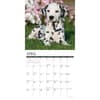 image Just Dalmatians 2026 Wall Calendar