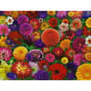 image Blooming Every Daisy 500 Piece Puzzle Second Alternate Image
