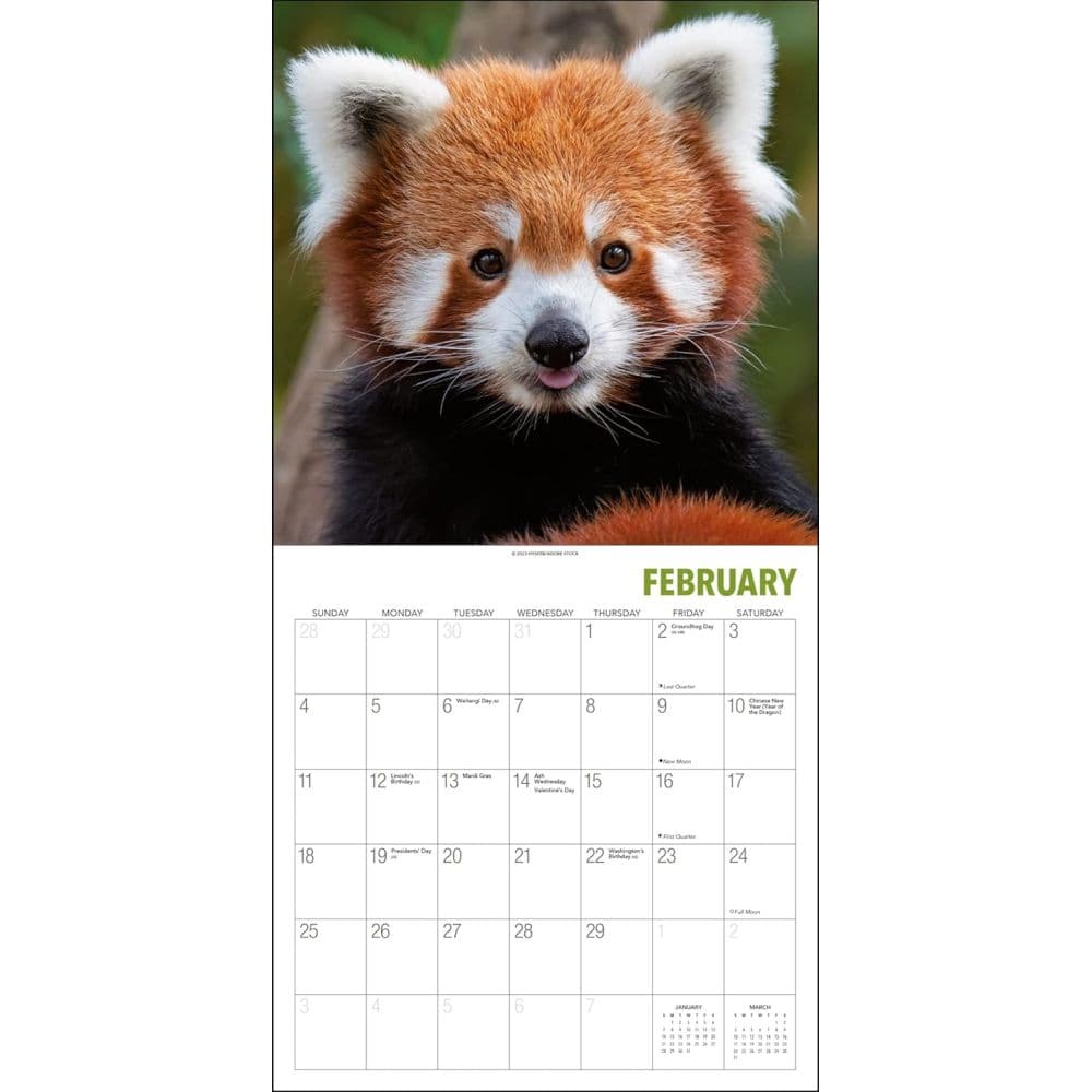 Red Pandas 2024 Wall Calendar Second Alternate Image width=&quot;1000&quot; height=&quot;1000&quot;