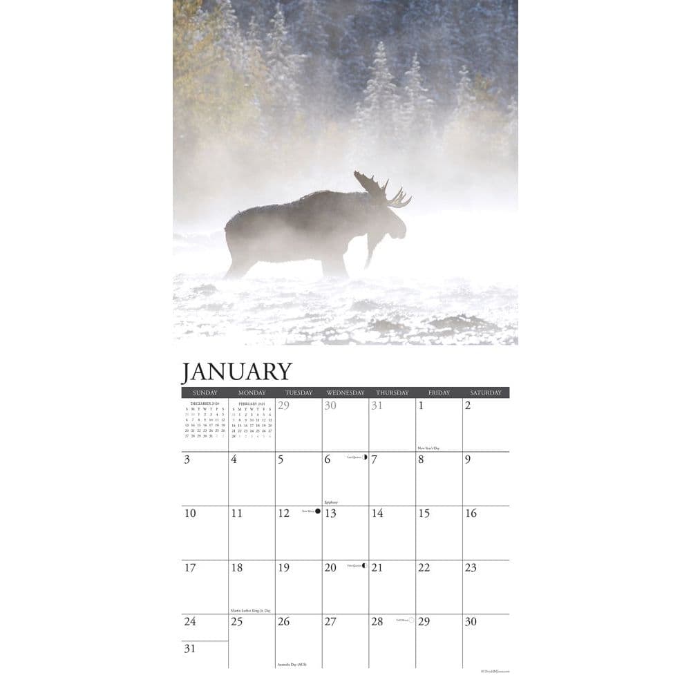 Just Moose Wall Calendar