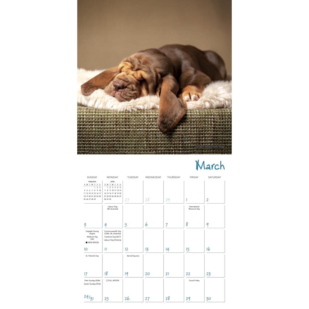 Pooped Puppies 2024 Mini Wall Calendar Alternate Image 3