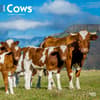 image Cows 2024 Wall Calendar Main Product Image width=&quot;1000&quot; height=&quot;1000&quot;