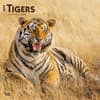 image Tigers 2024 Wall Calendar Main Product Image width=&quot;1000&quot; height=&quot;1000&quot;